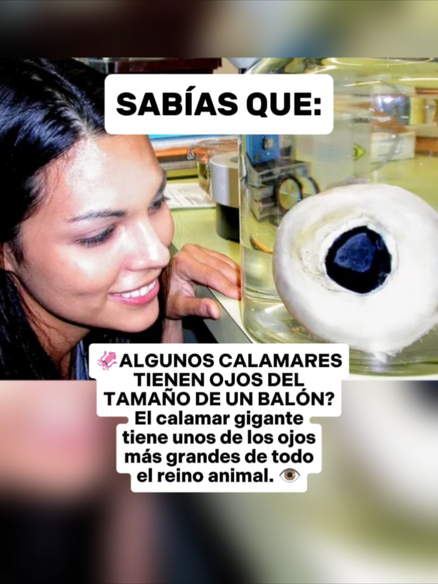 @CLUB DE ANIMALES