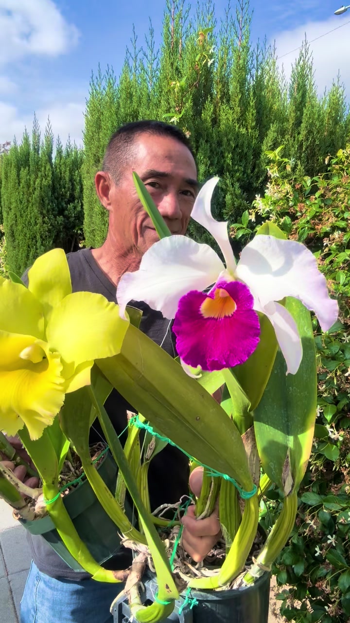 @Anhmoi🌸tictok