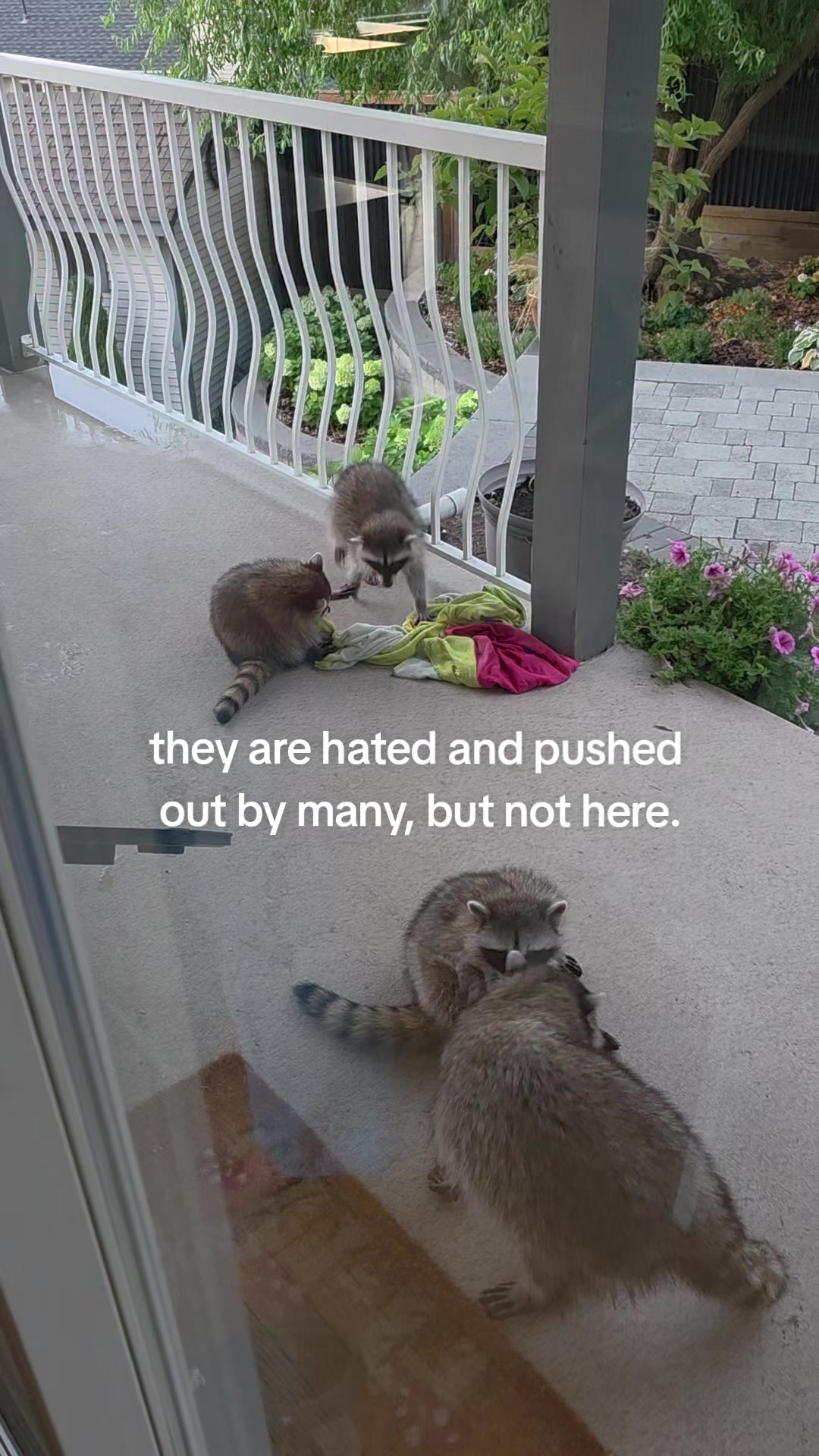@Raccoon Drive Thru