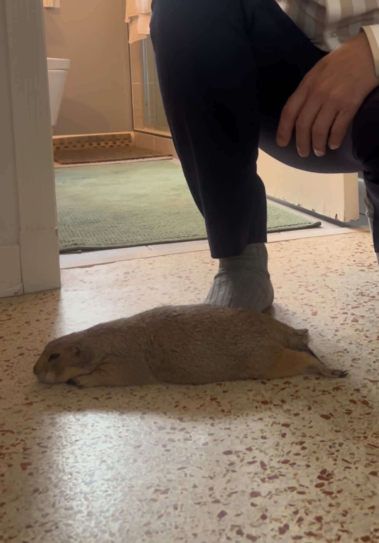 @Poppy the Prairie Dog
