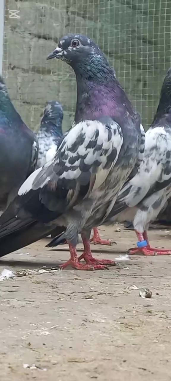 @Ranakasuripigeon