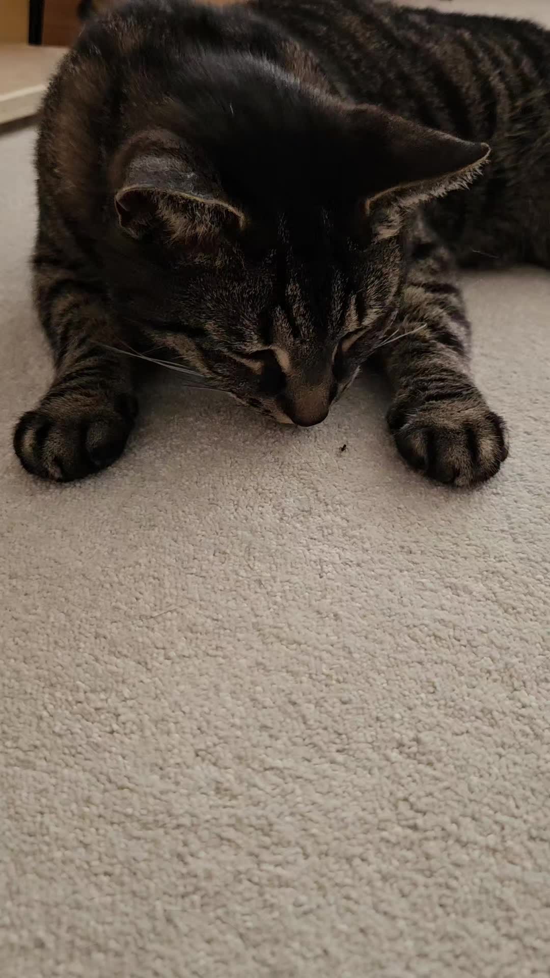 @CatmanScoop