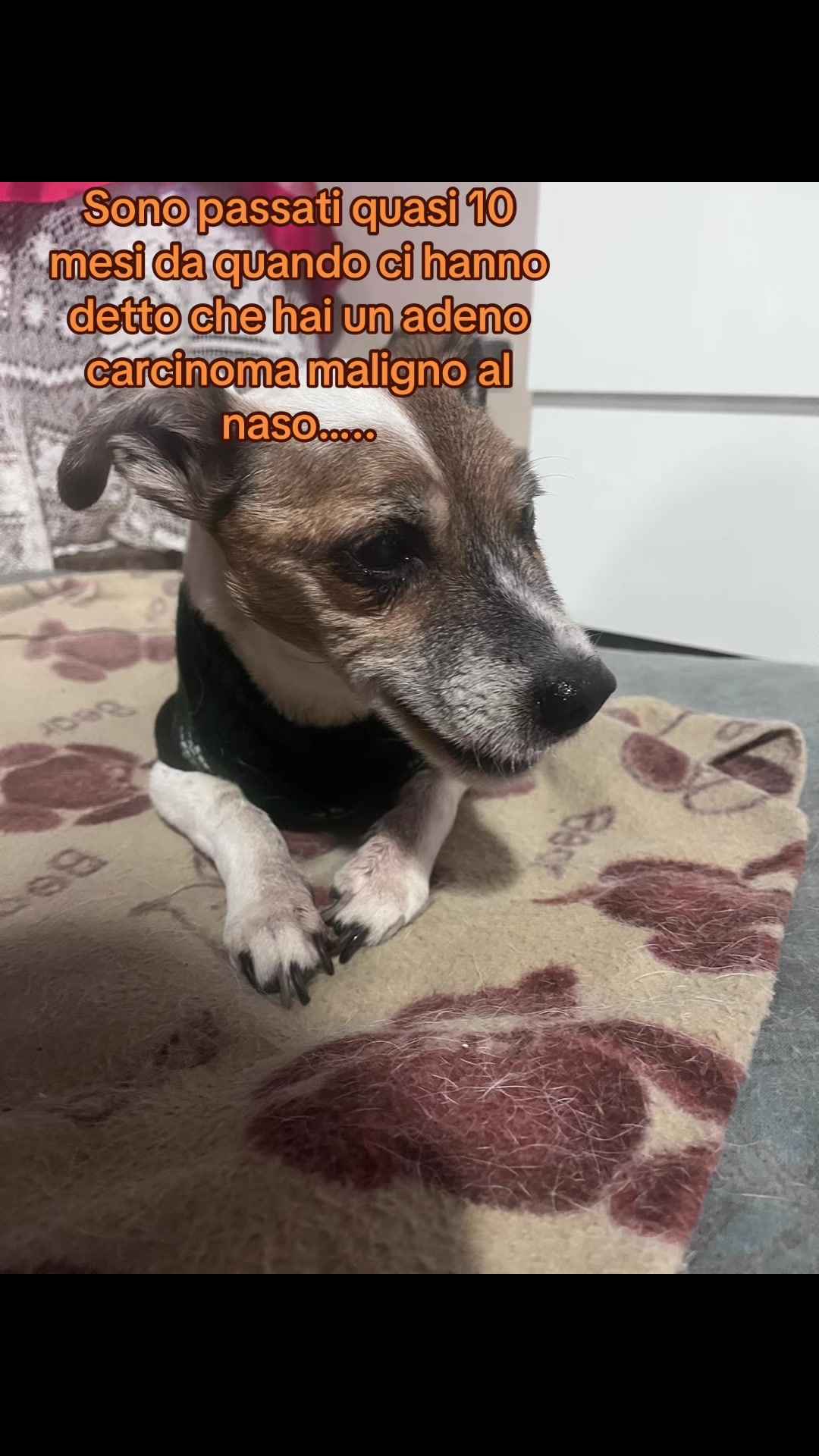 @The Queen 👑 My Dog Family &hearts;️