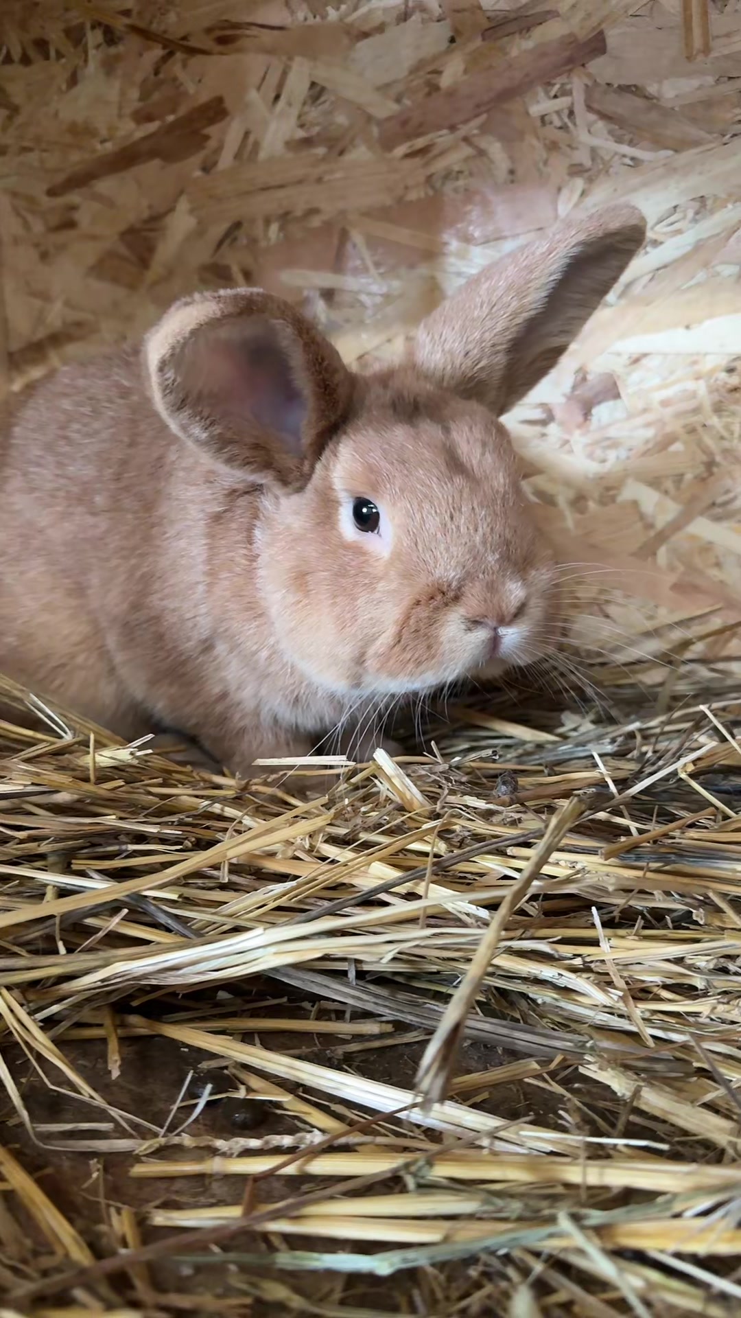 @Cvetirabbitvet