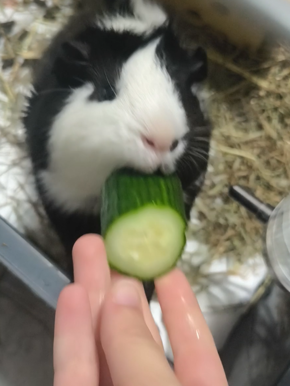 @(^^)