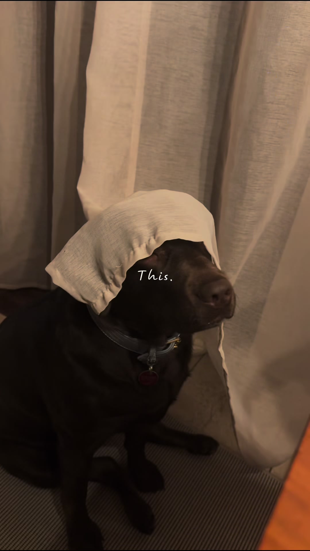 @Nala_thechocolab