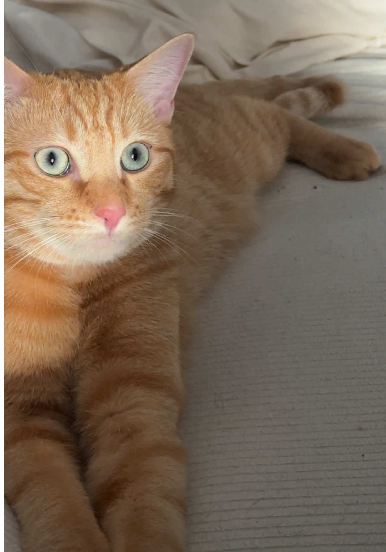 @Bartabé le chat