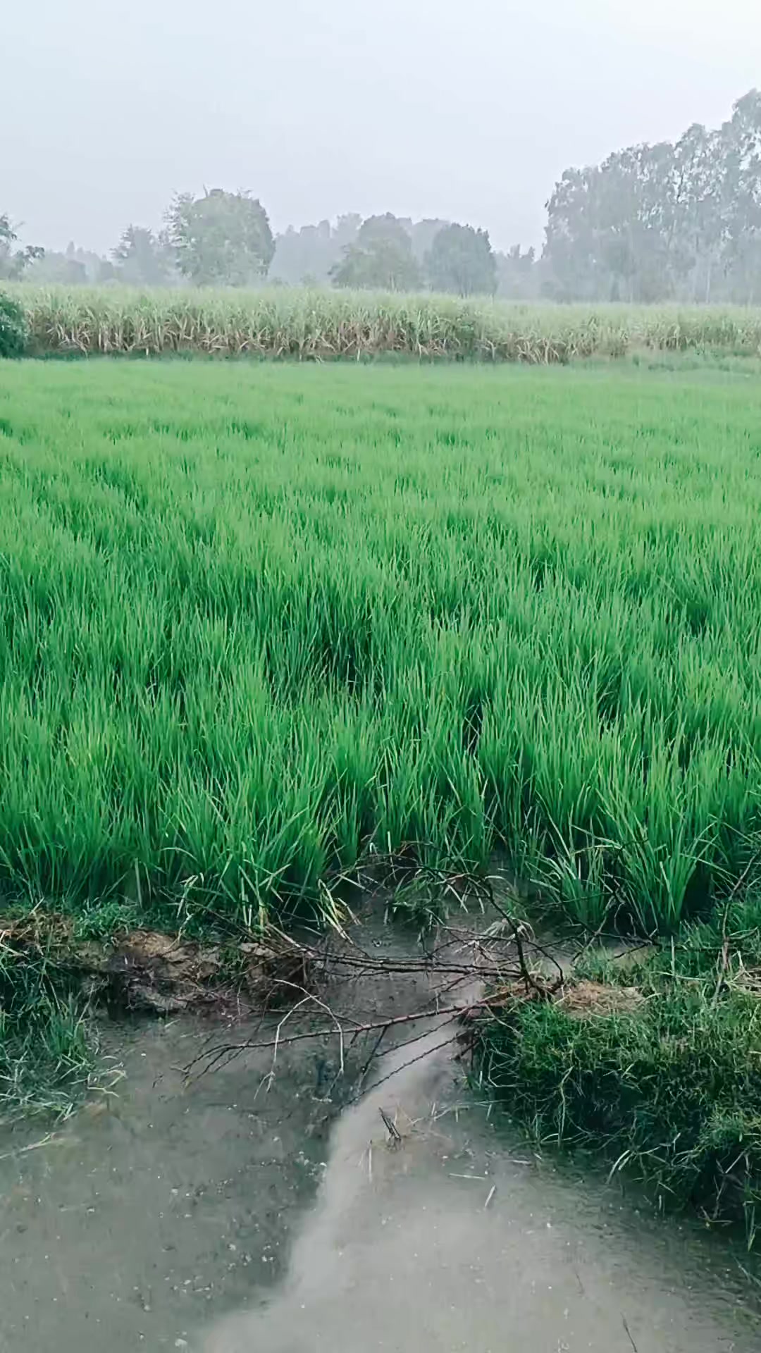 @Dev Narayan Sada225