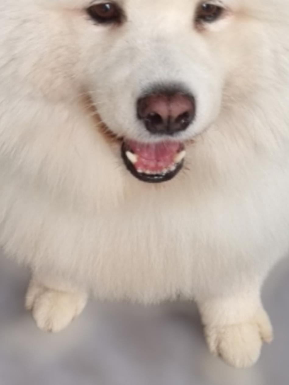@PawsomeDogGroomingSouthOxhey