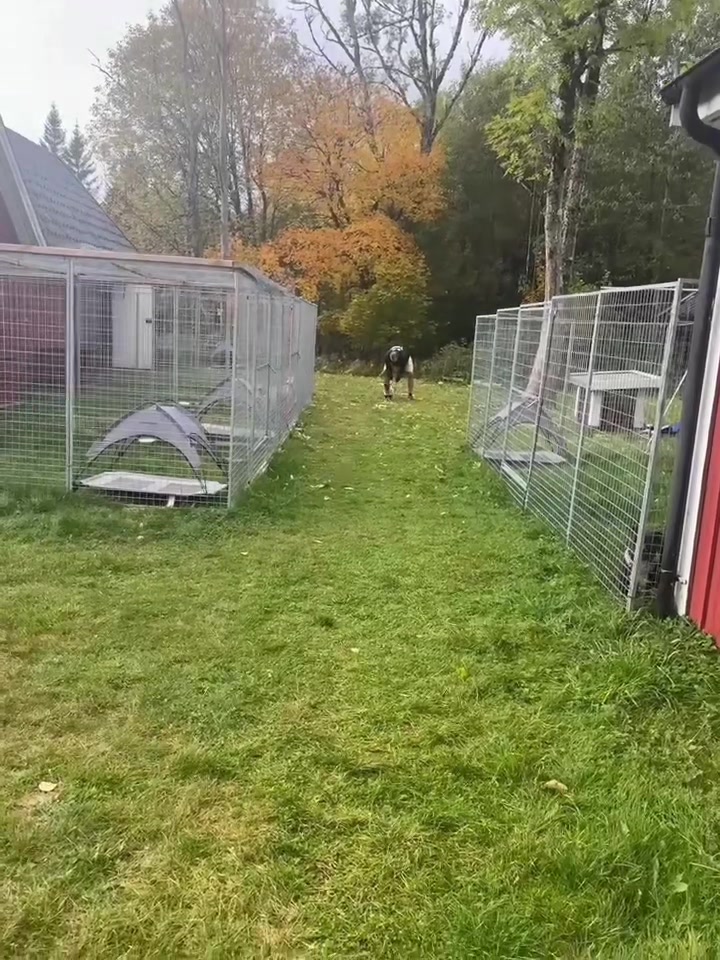 @SDS (soul dog Sweden) 🇸🇪