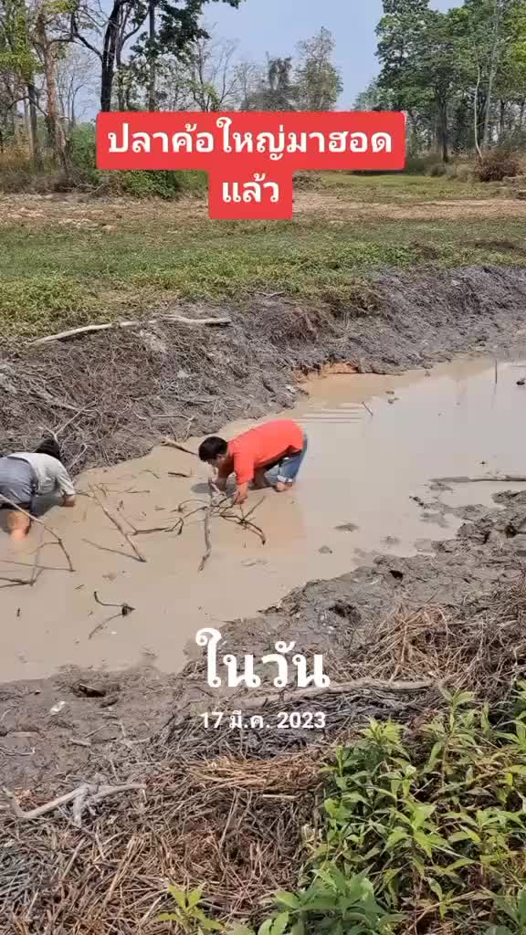 @Nu Lek Tiger