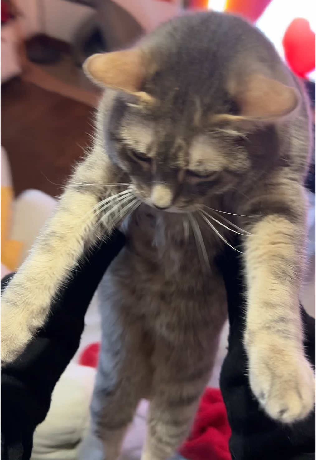 @Le_drama.cat 🇫🇷