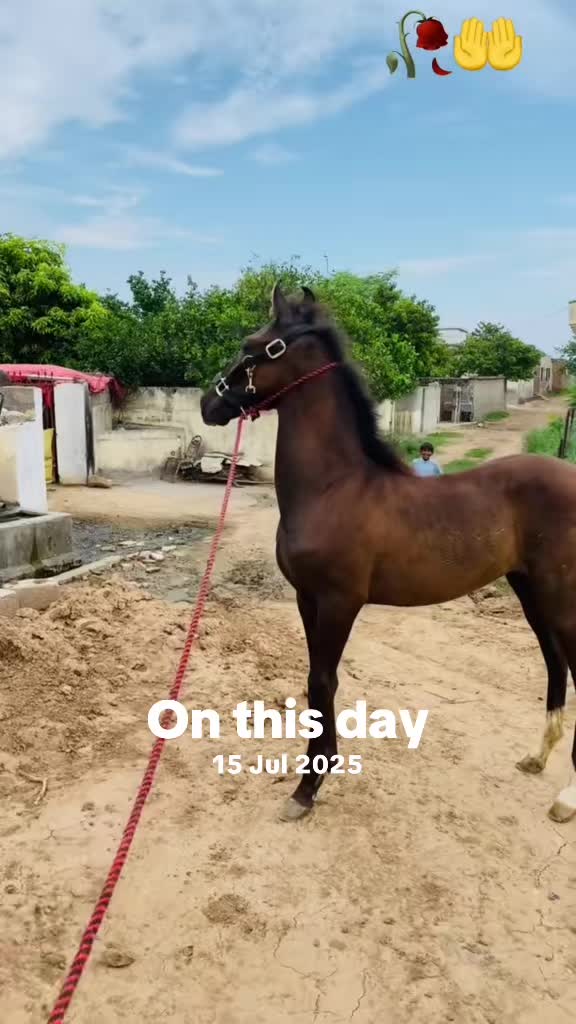 @Ch Hammad bokan ♥️🐎