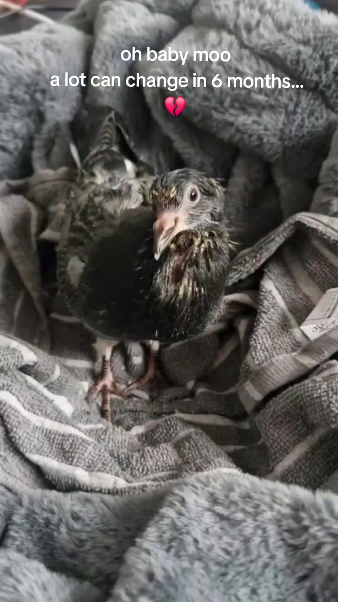 @whattheflock