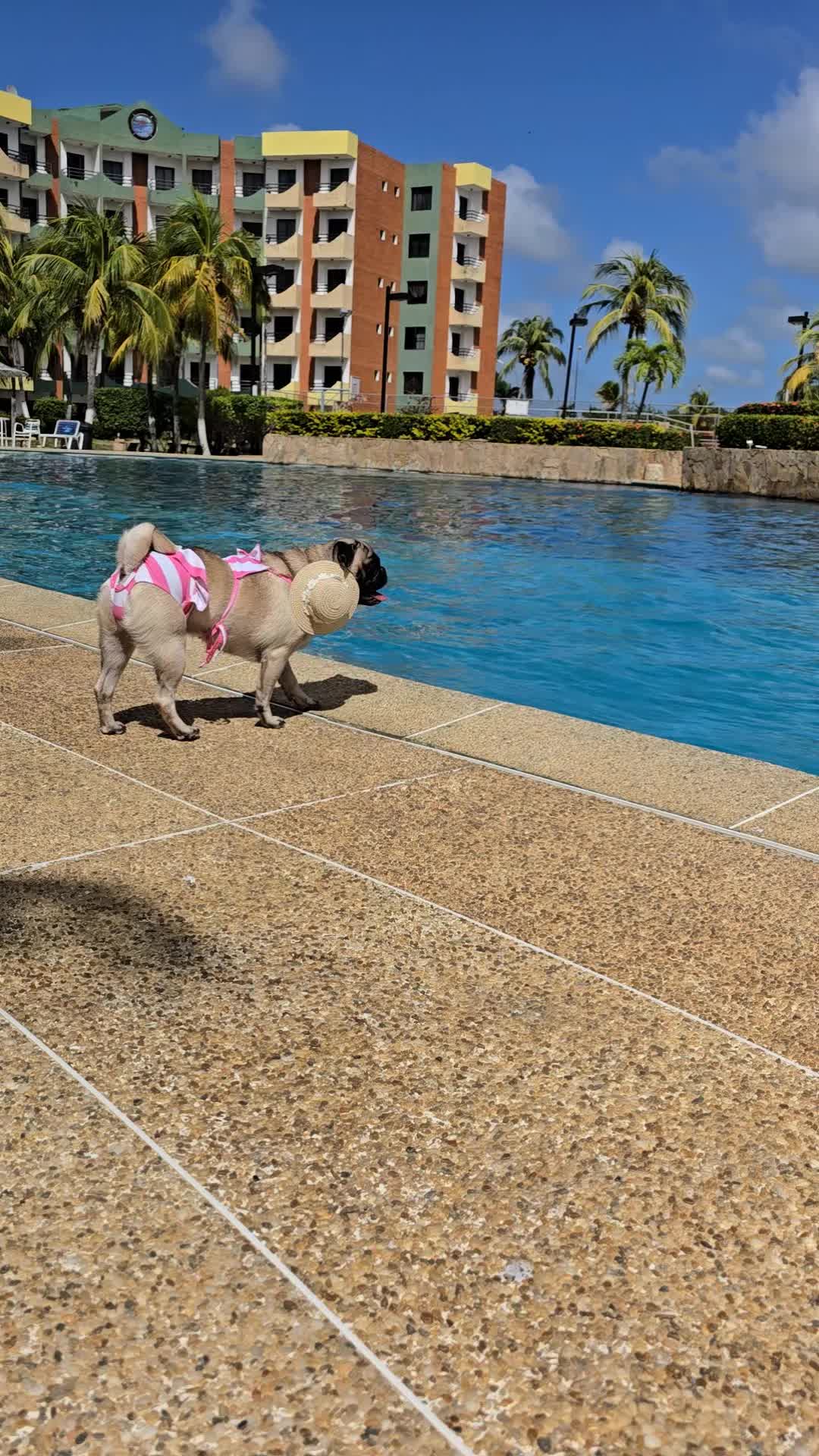@Lizzylapug🐶🌸
