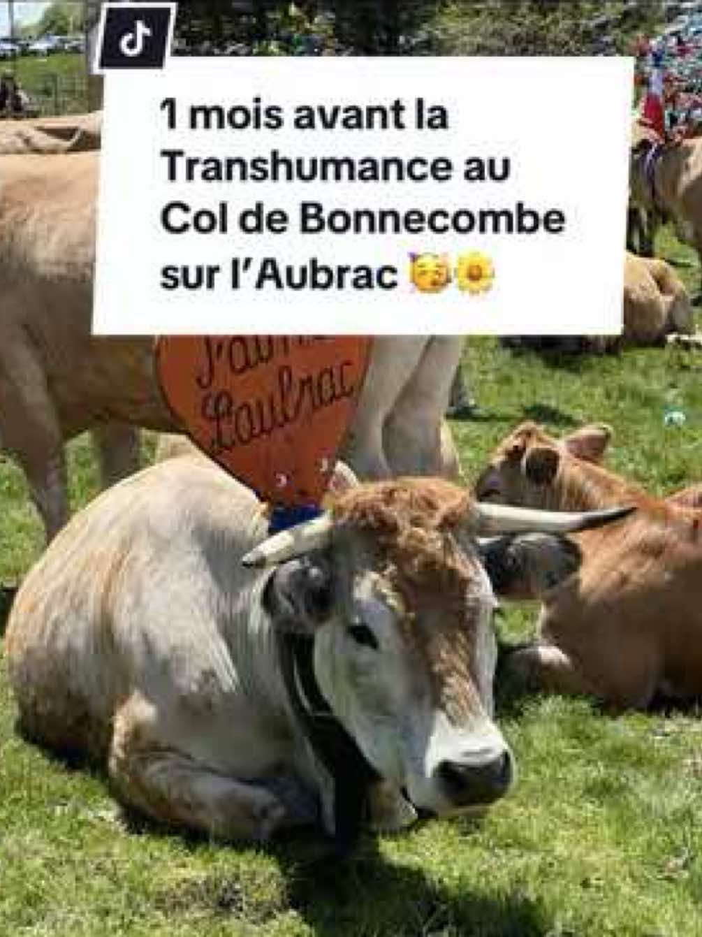 @De l’Aubrac aux Gorges du Tarn