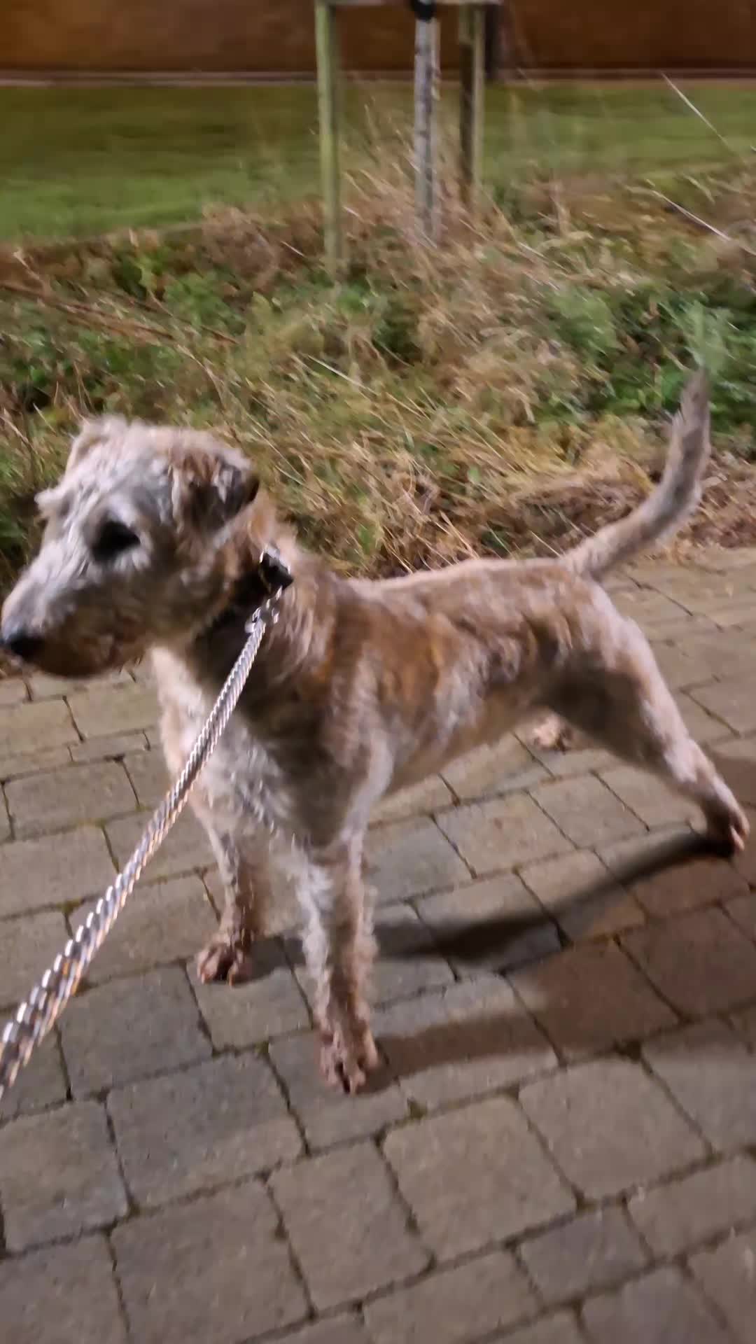 @TOBY THE WHEATEN BULL TERRIER
