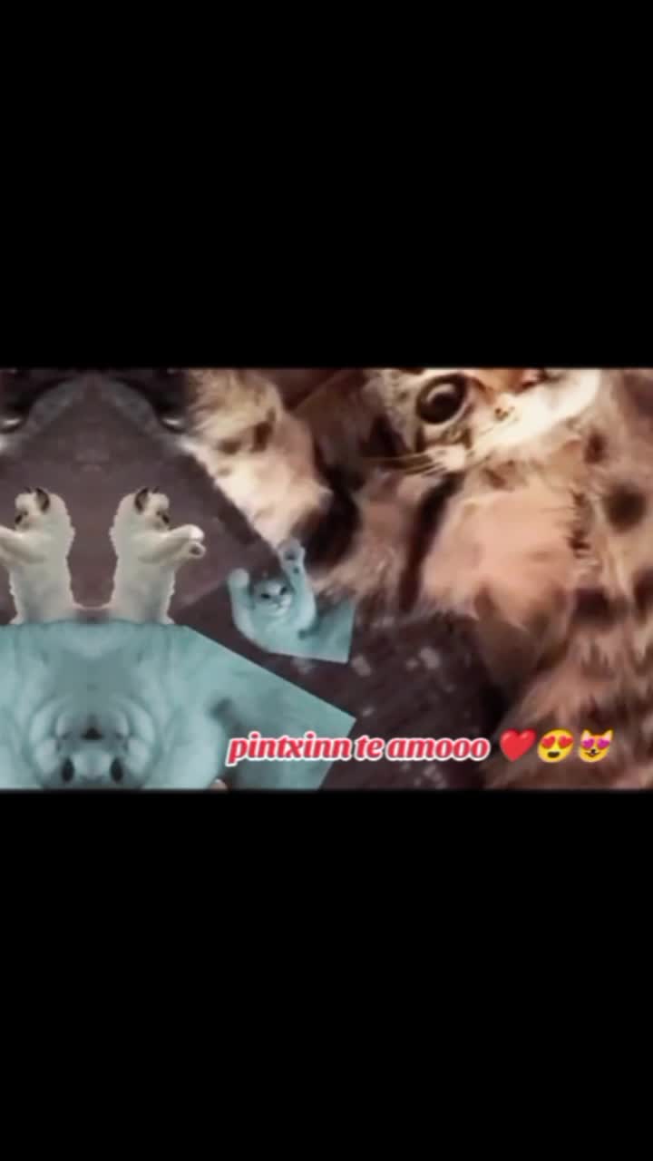 @Angie & Pintxin 😻