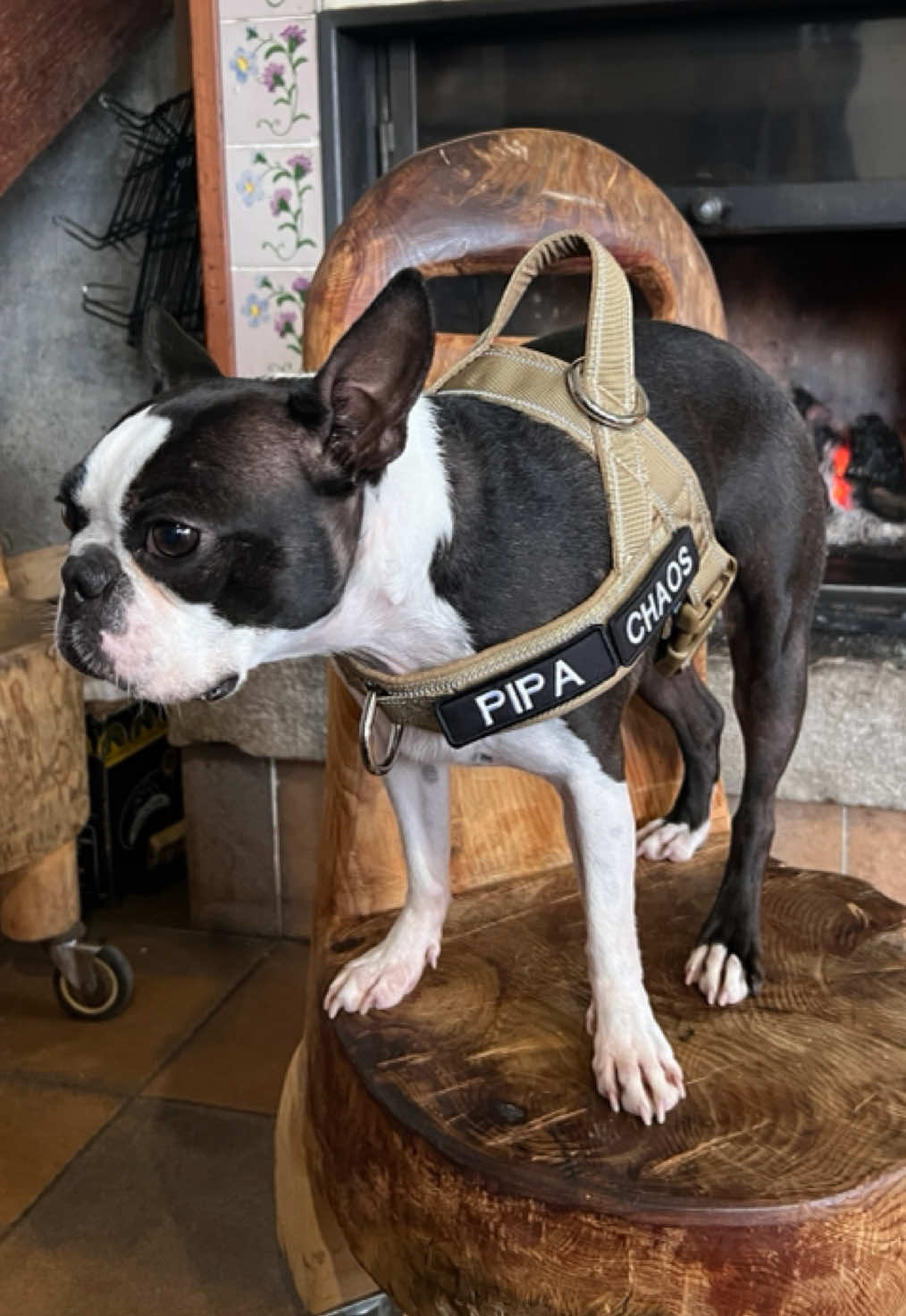 @Pipa 🐾 The Boston