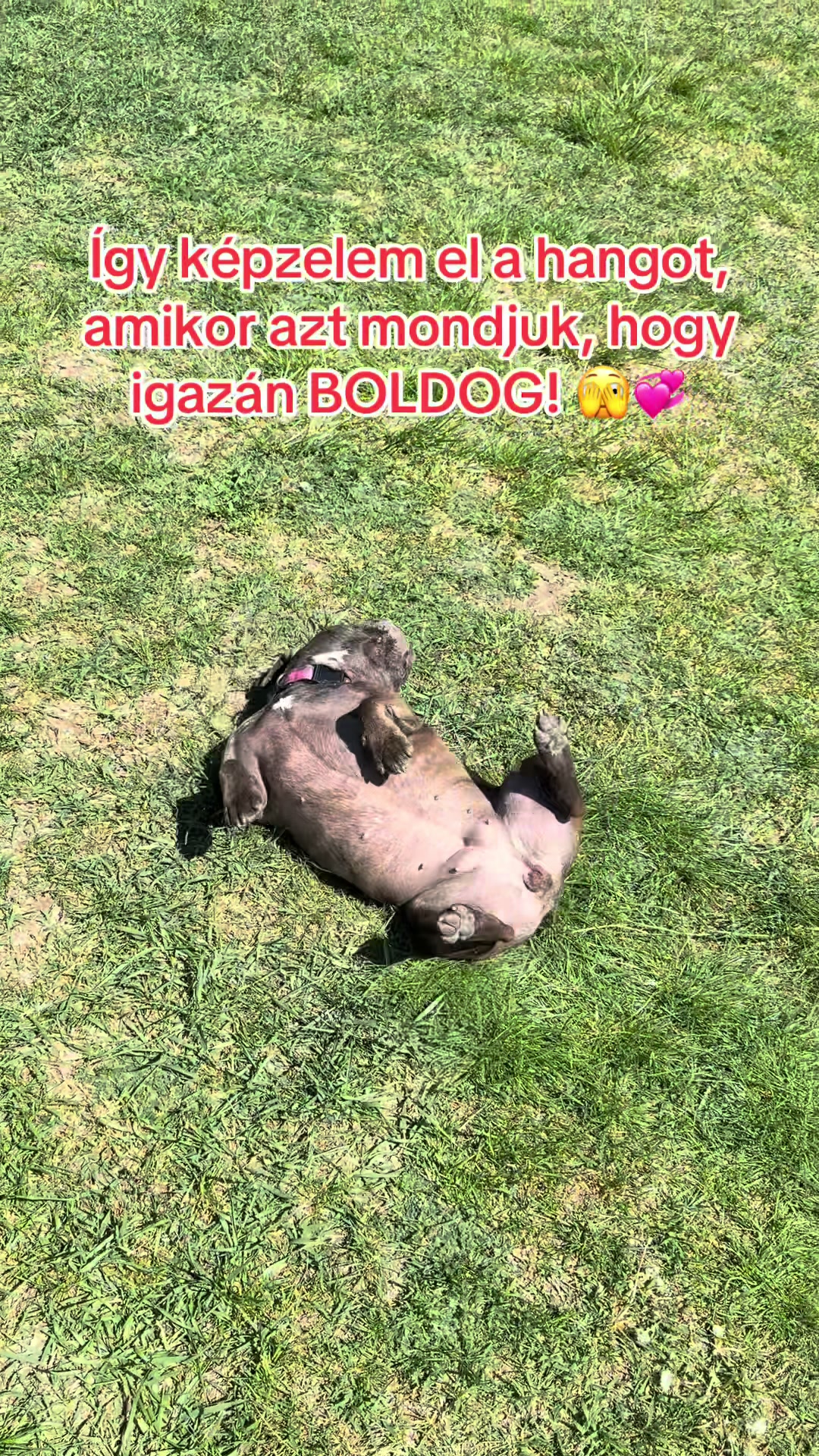 @Mia_french_bulldog