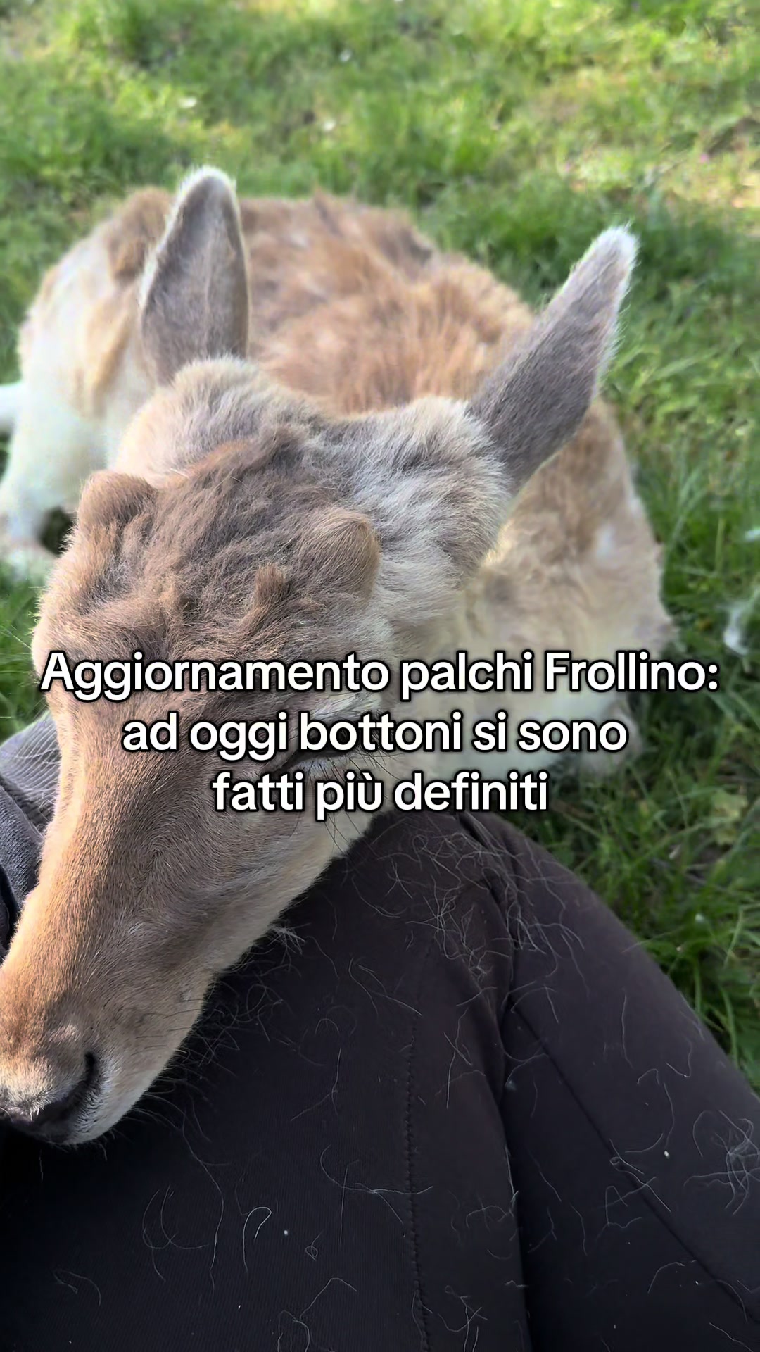 @Diario a Quattro Zampe