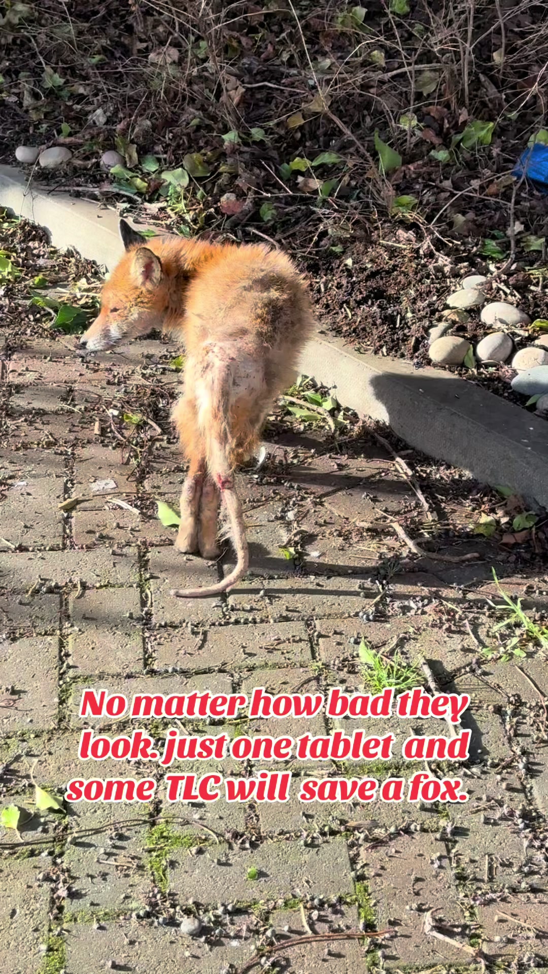 @SeanRescuesAnimals