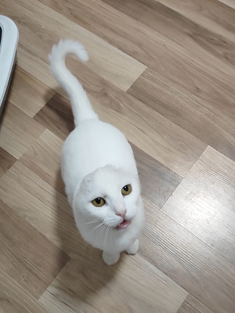 @Fluffy - the persian cat