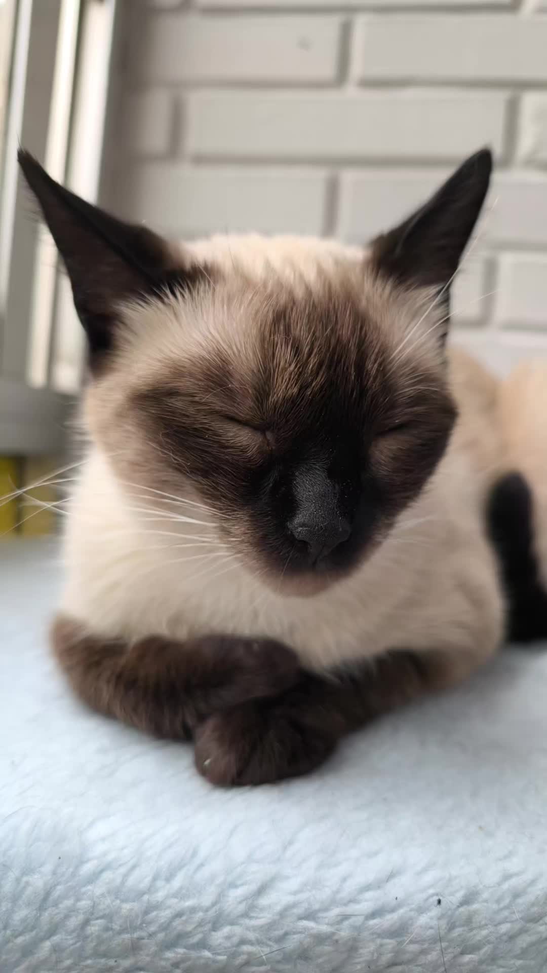 @La loca de los gatos