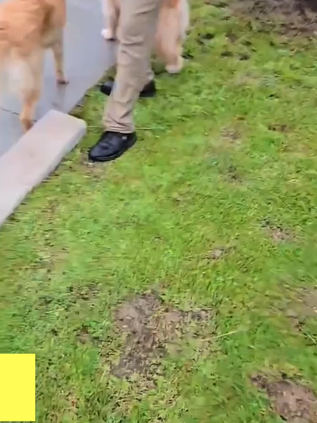 @Go Fetch