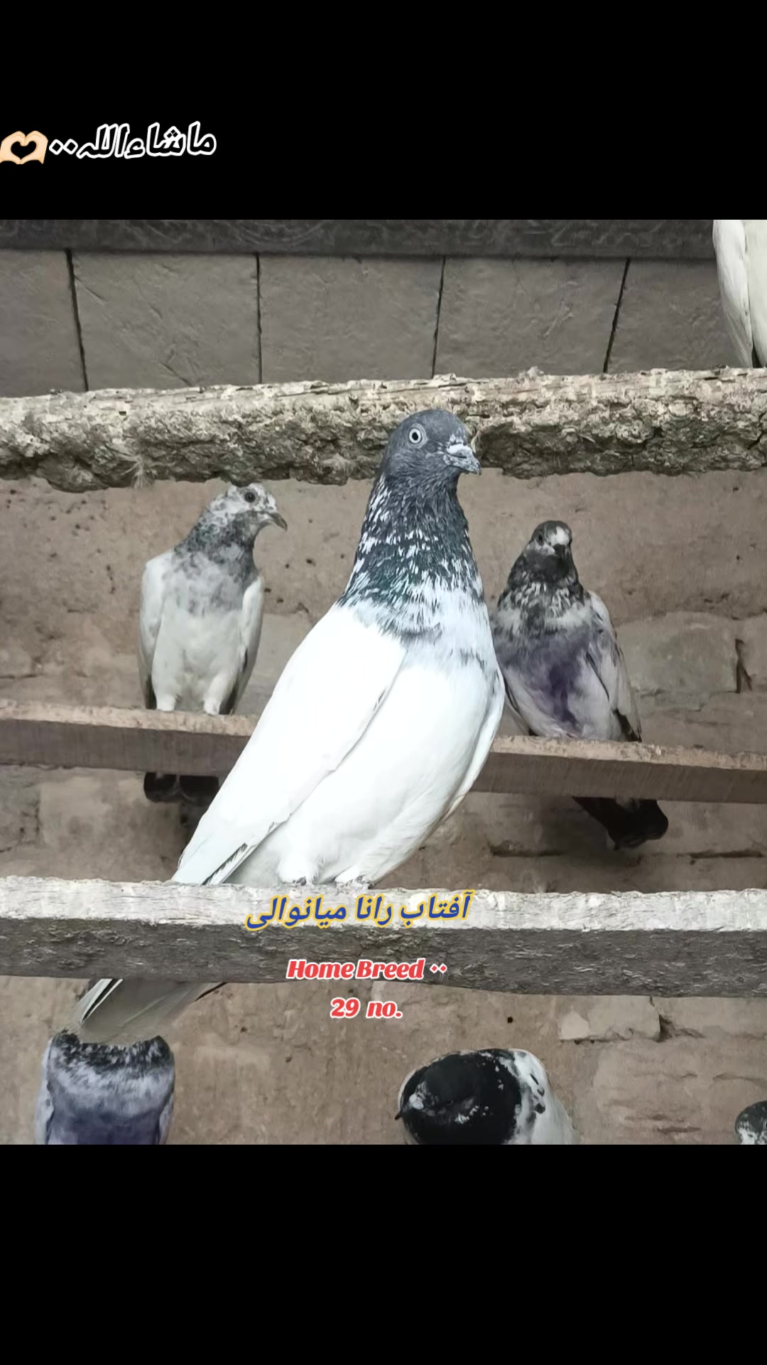 @آفتاب رانا۰۰(میانوالی)
