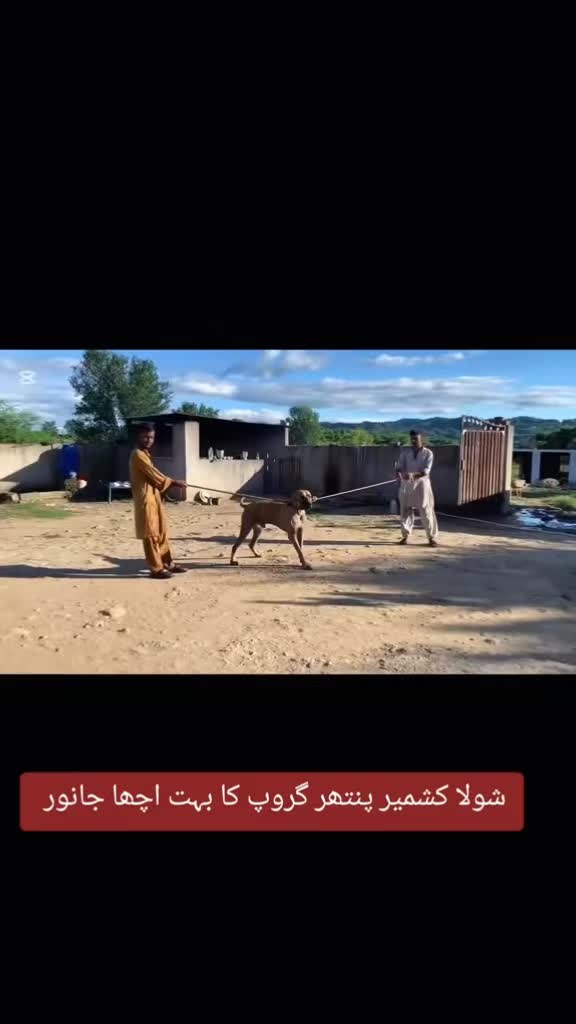 @bullishokeen2