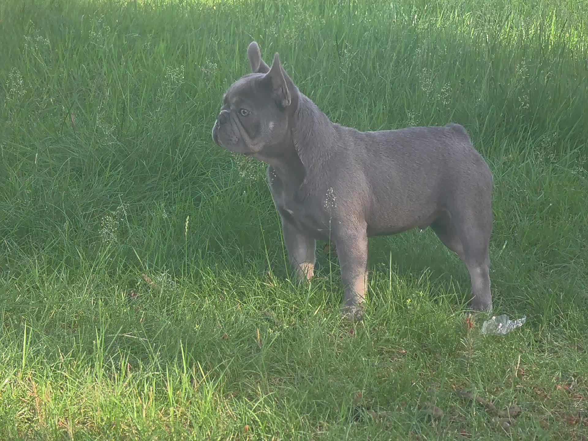 @bkrfrenchies