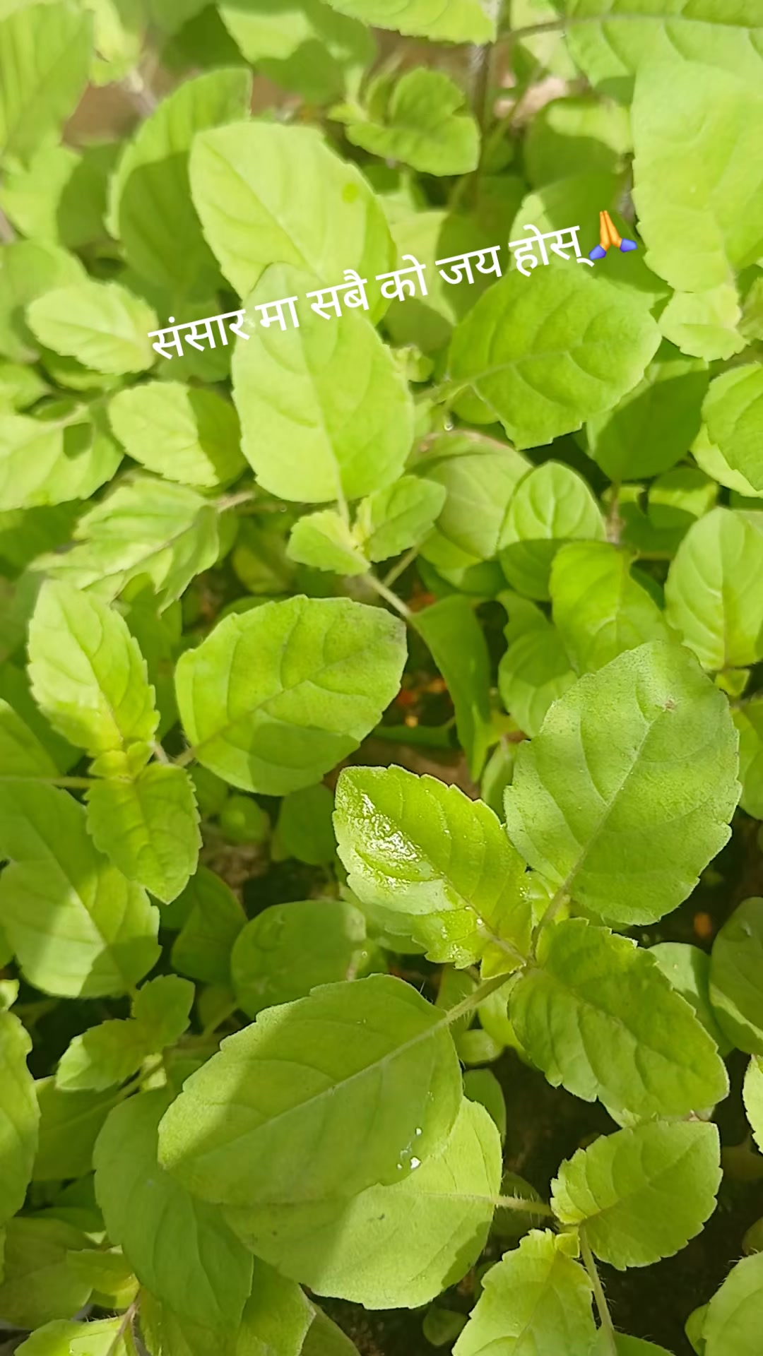 @laxmi thapa