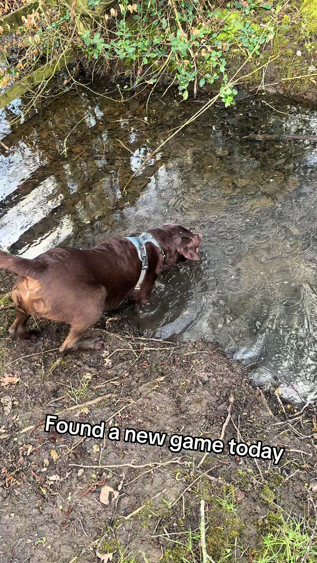 @Charlie the Chocolate Lab
