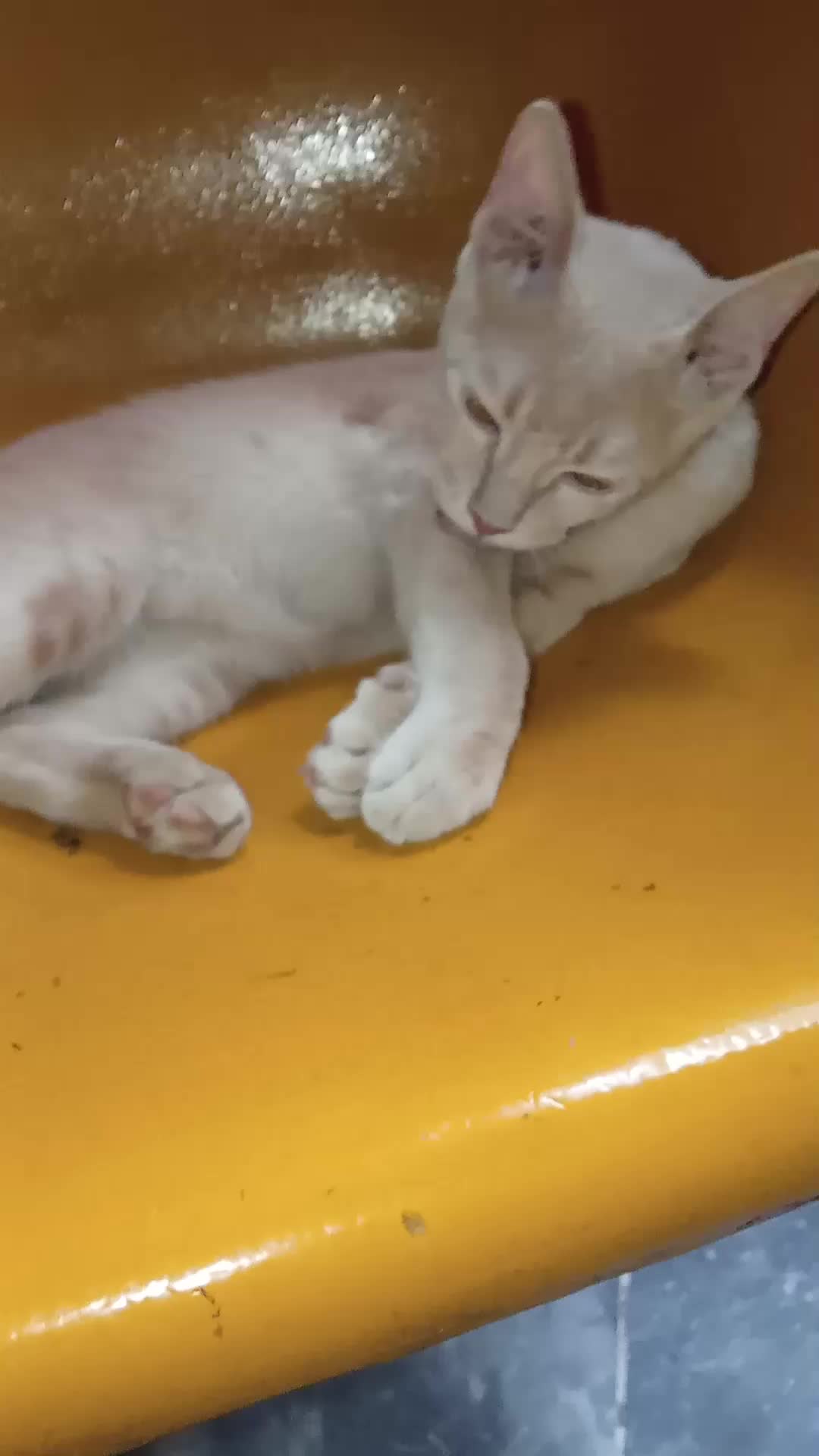 @cutecatlover8172