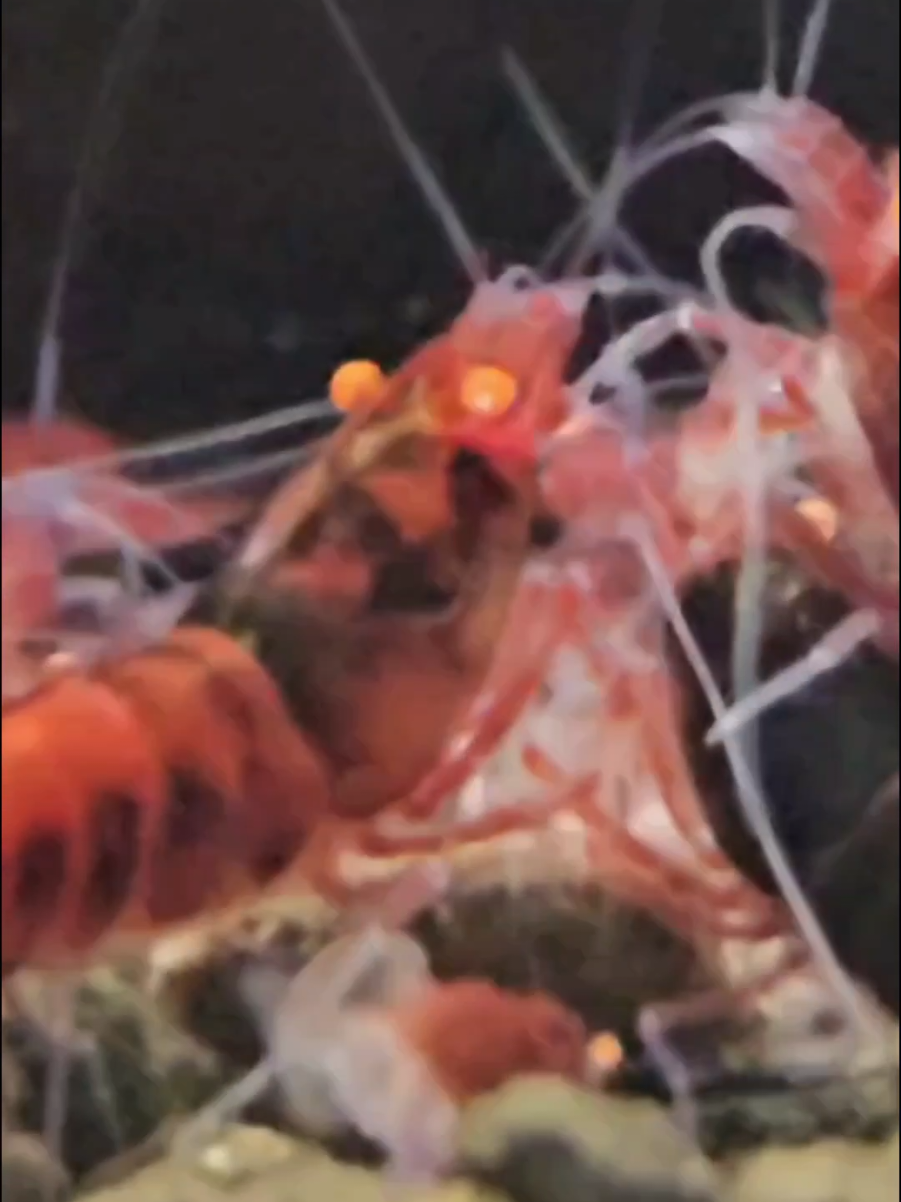 @GBee Shrimp & Aquatics