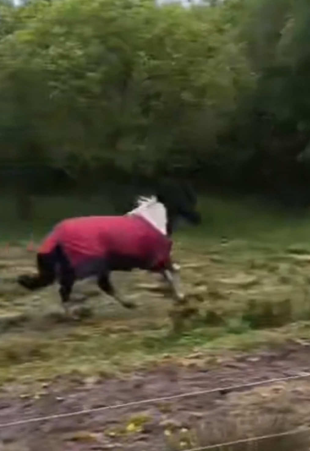 @Saoirse🪽🐎