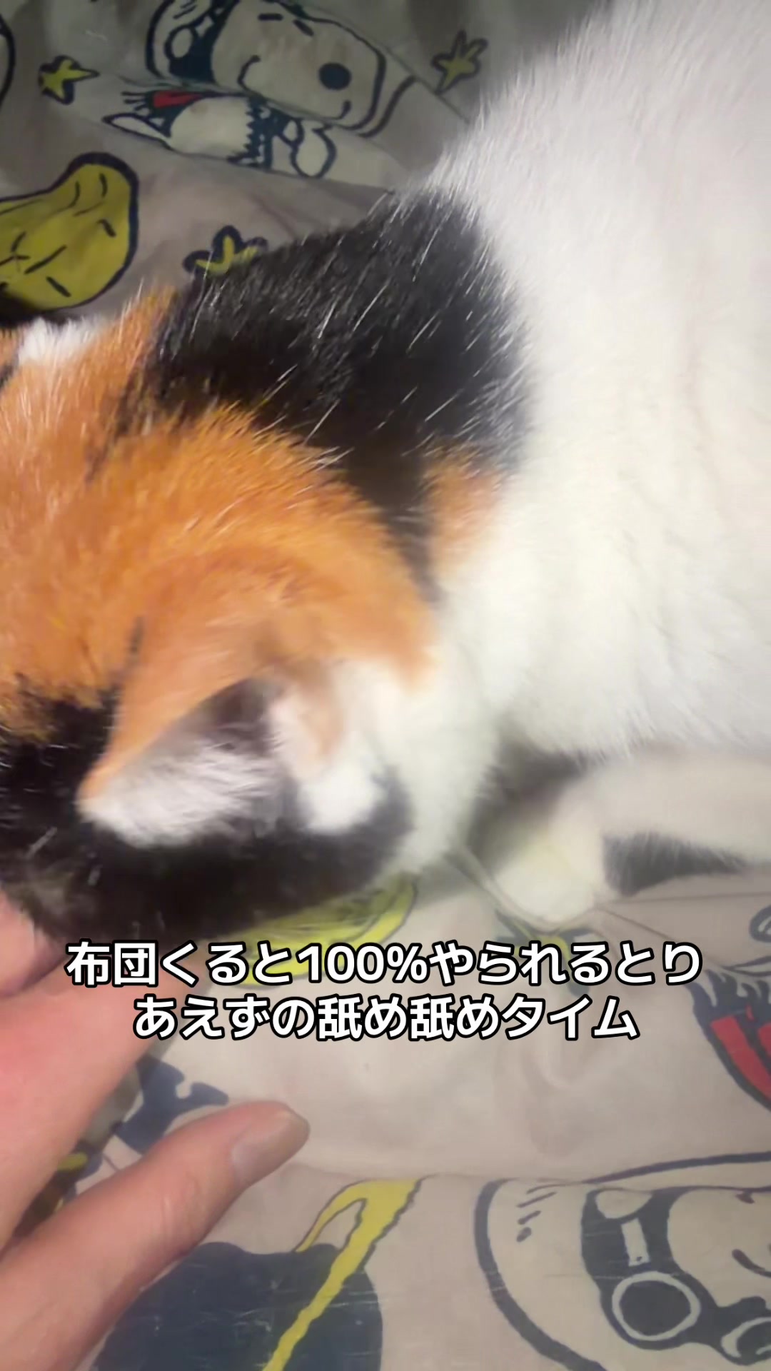 @rokusuke