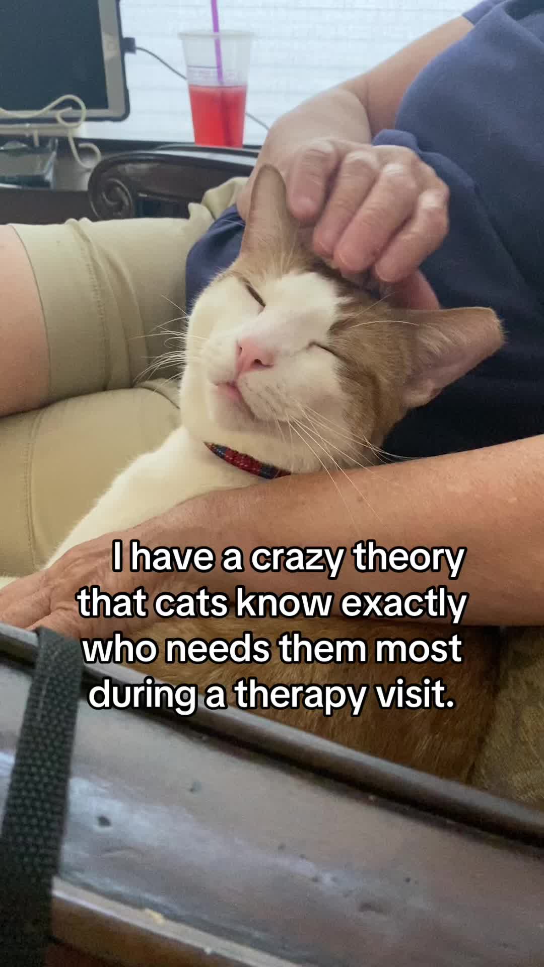 @Therapy Cat Roger & Family