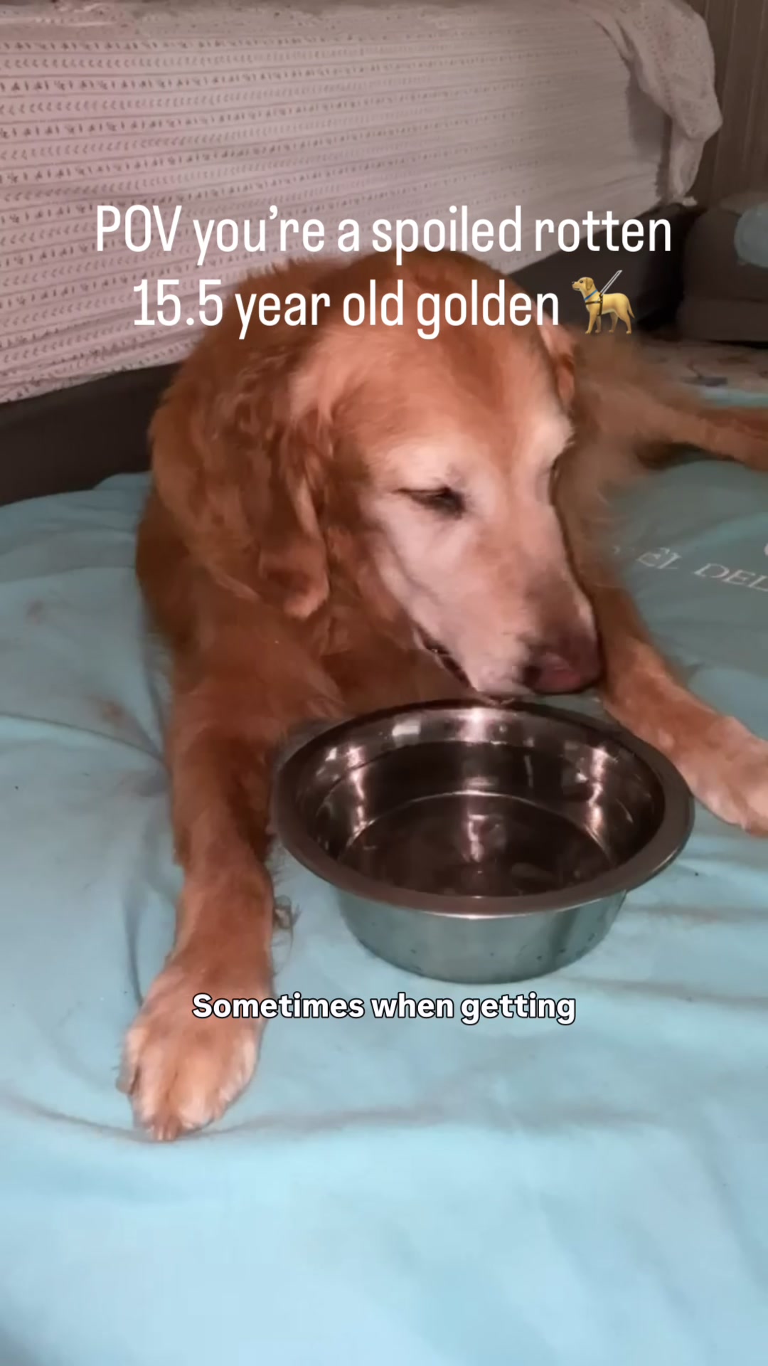@DogMomisms