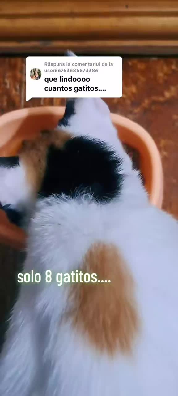 @Coiosu'&Co.