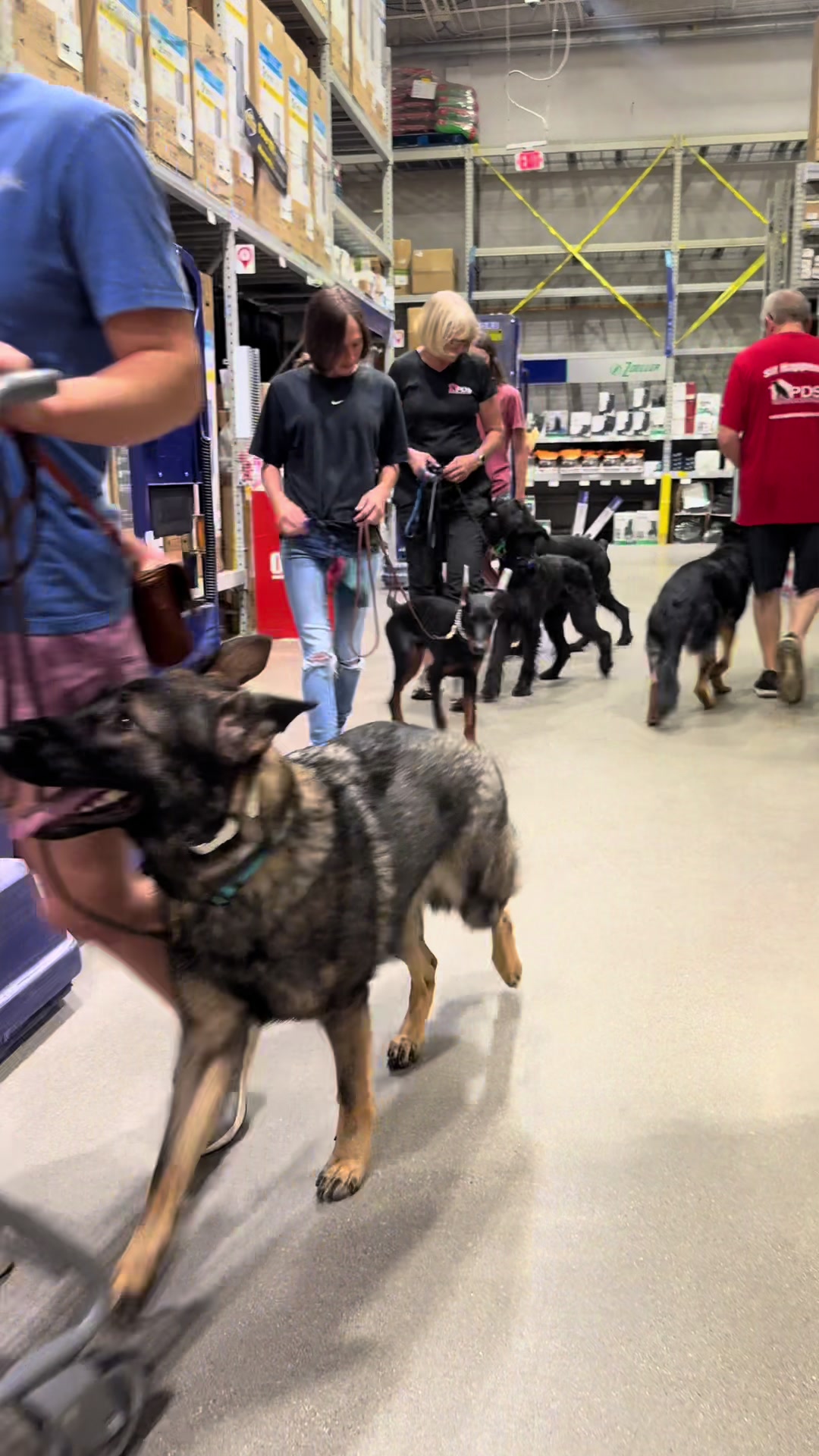 @Protection Dog Sales