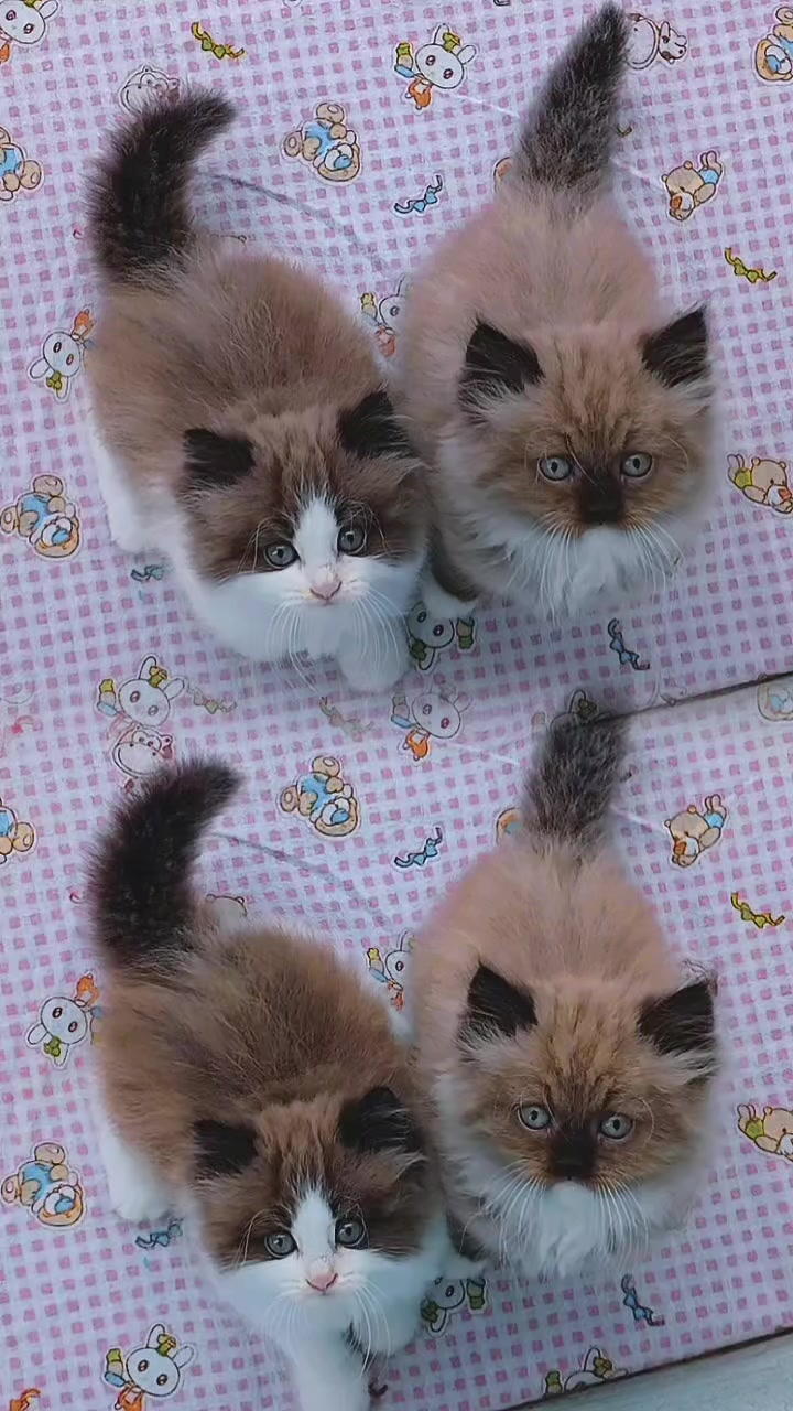 @mellsan persian biang jaya