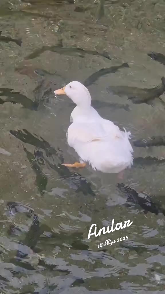@๐น๐ทÜ๐
ป๐
บÜ ๐น๐ท