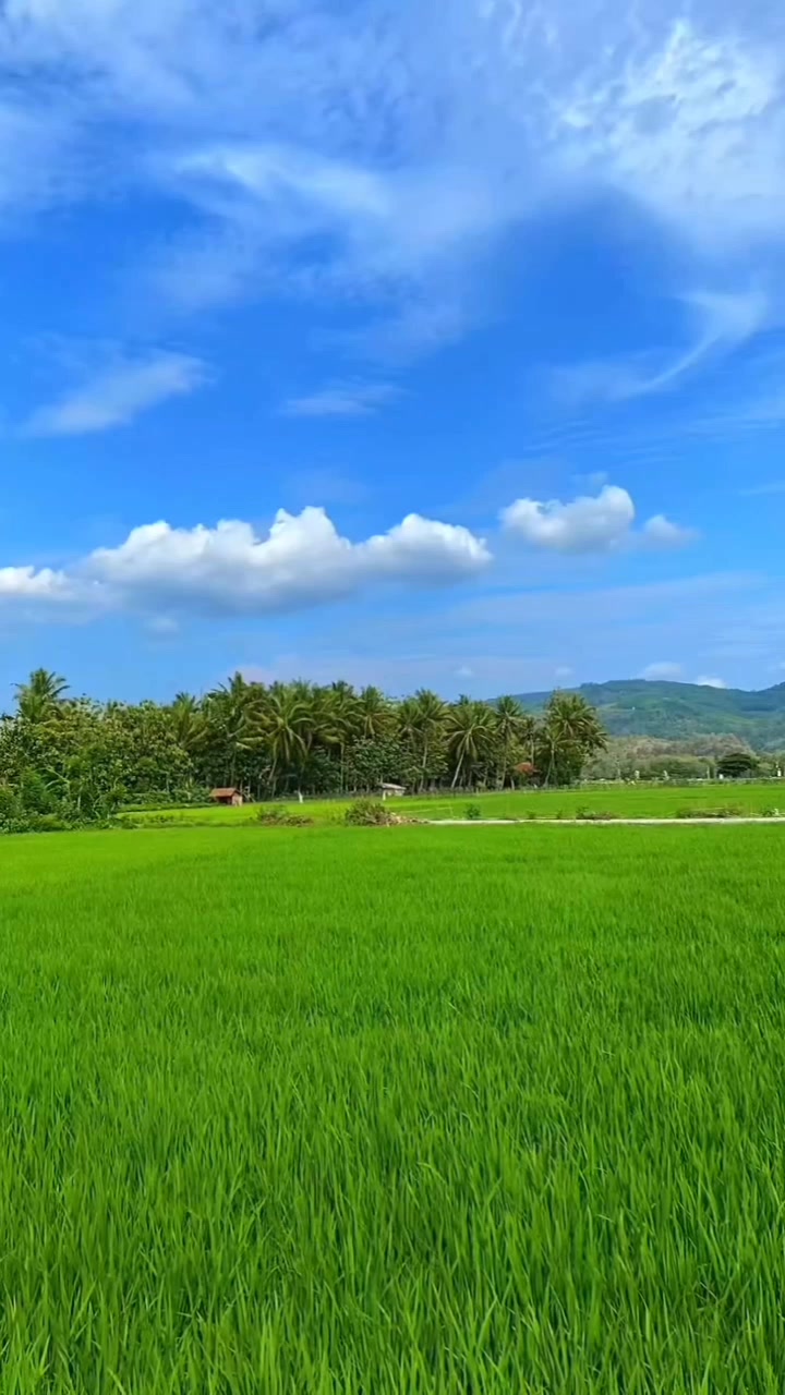 @sari Triani