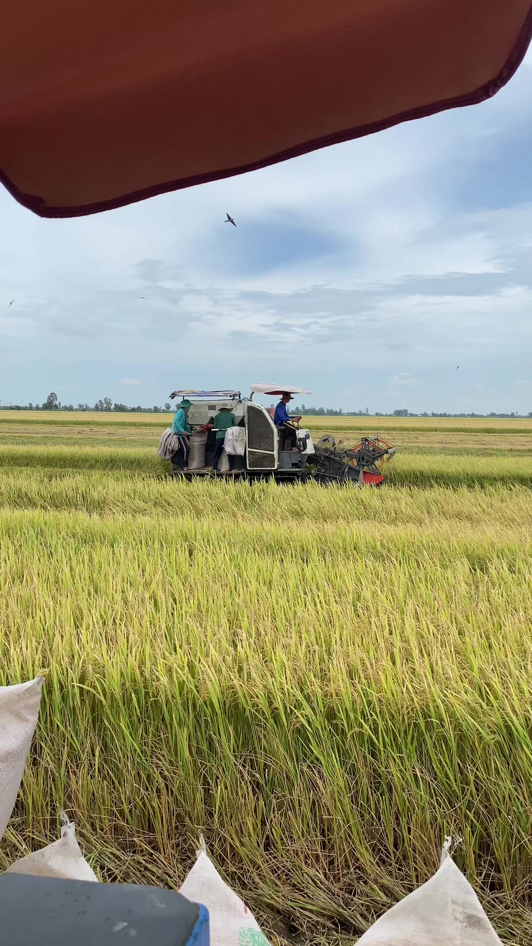@αղɦ bυ🌾