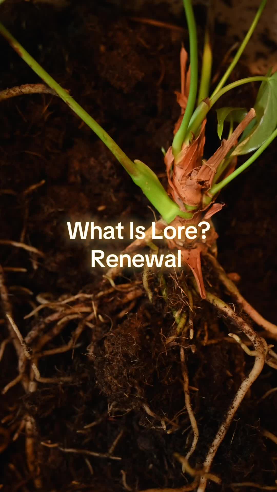 @Loreisthekey