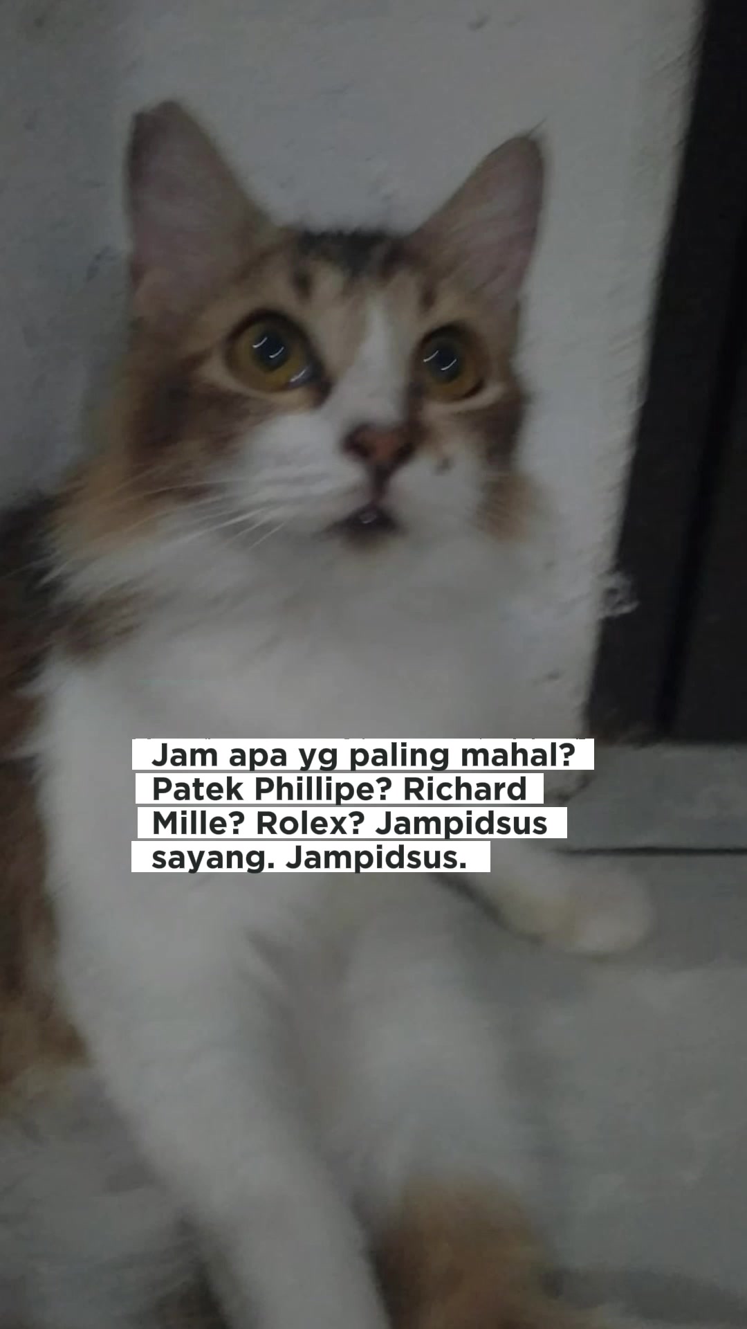 @cimba😺