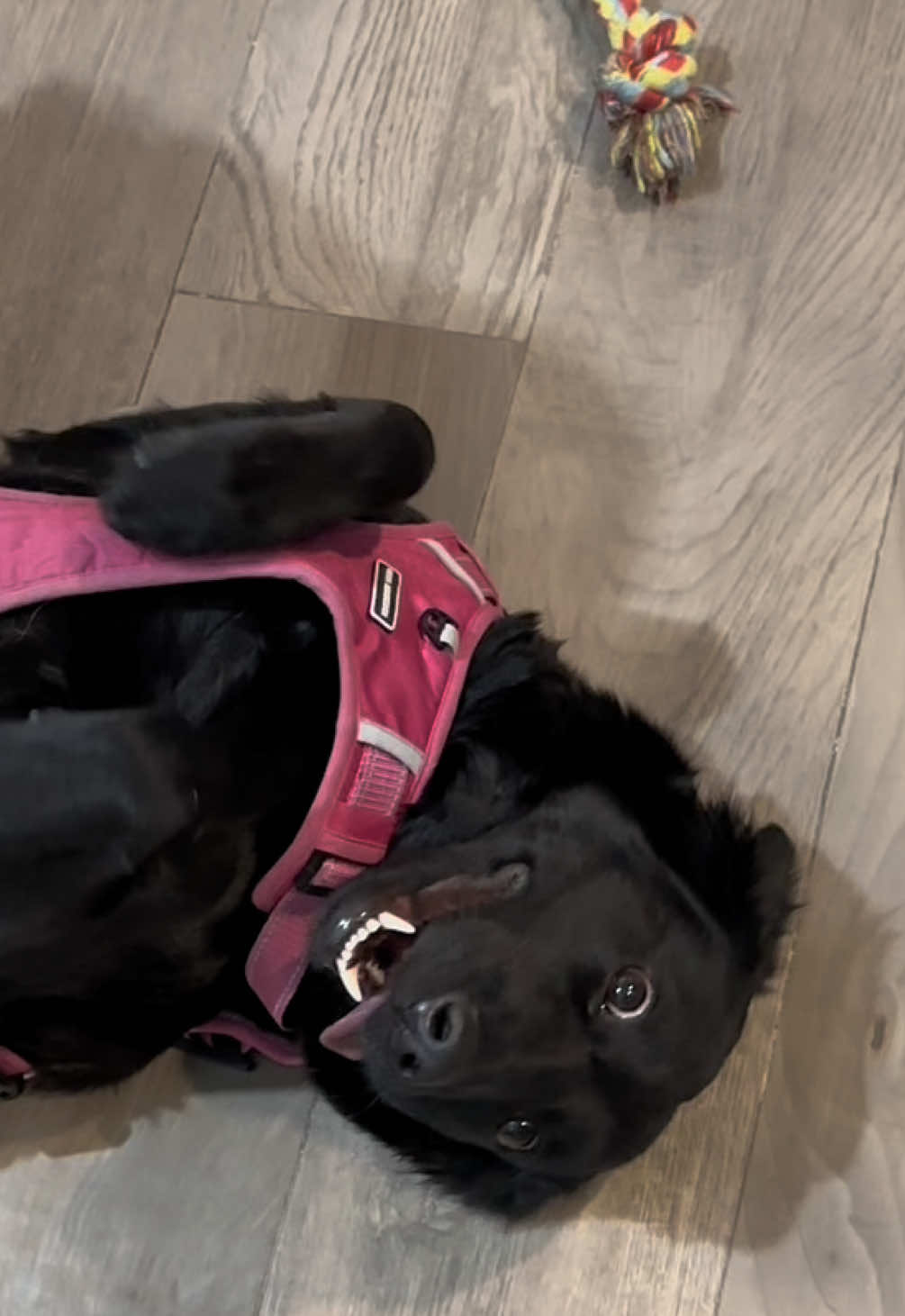 @HeyCosmopaws!