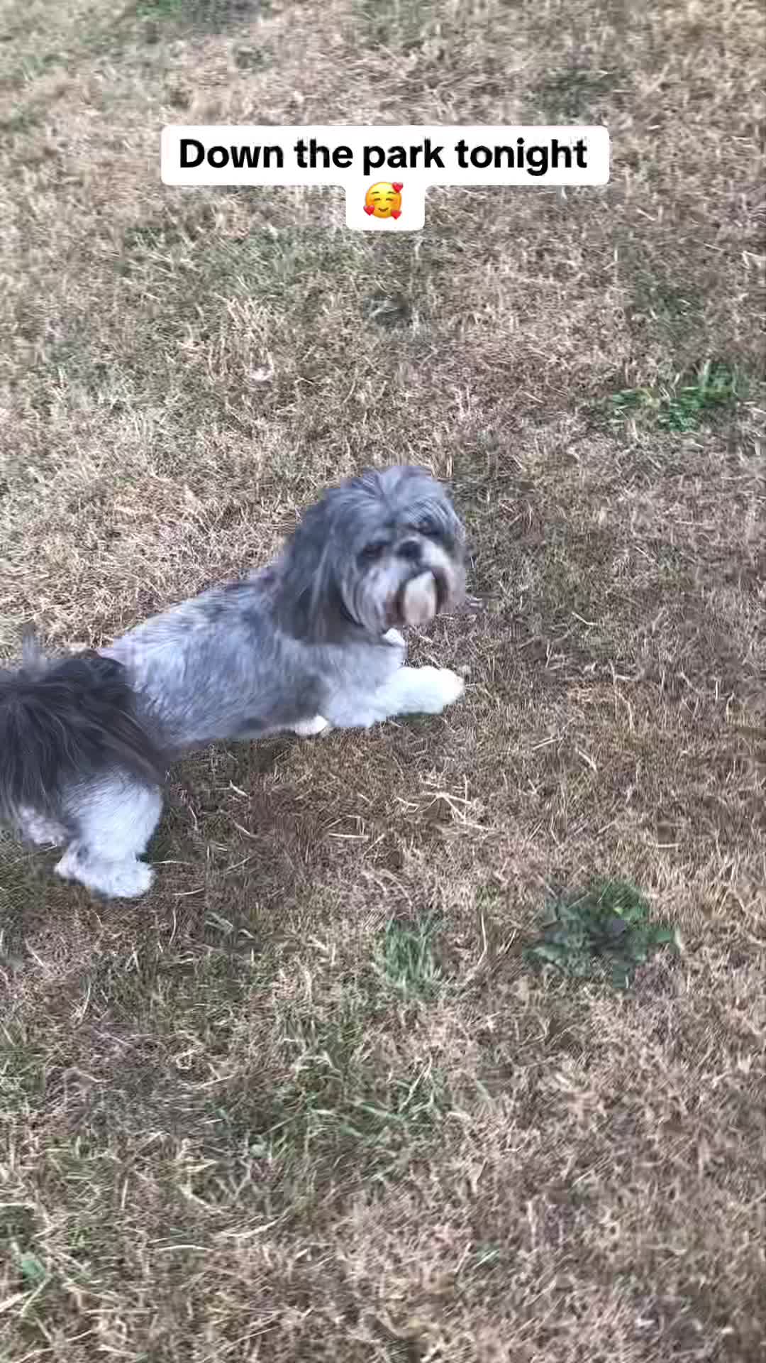 @Mimi the Shihtzu